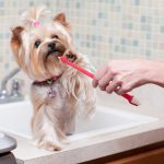 Découvrez la technique infaillible pour un pelage de chien éclatant de santé !