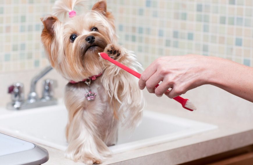 Découvrez la technique infaillible pour un pelage de chien éclatant de santé !