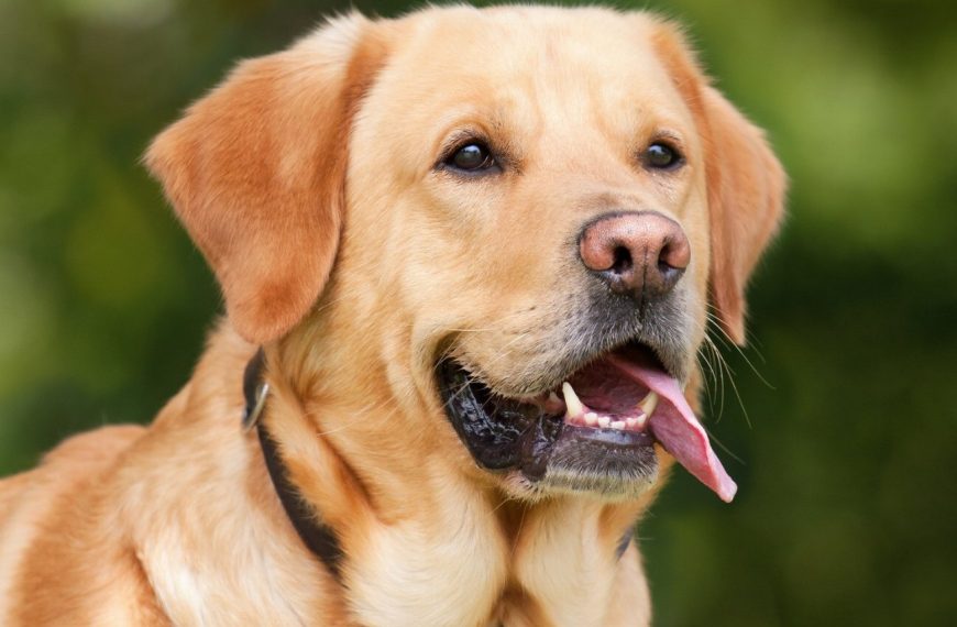 Découvrez LA technique ultime pour mettre fin aux comportements territoriaux chez votre chien !