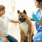 Découvrez le chien idéal pour les personnes âgées – un compagnon parfait pour leur bonheur et leur sécurité !