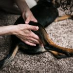Découvrez le chien qui change la vie des personnes en situation de handicap !