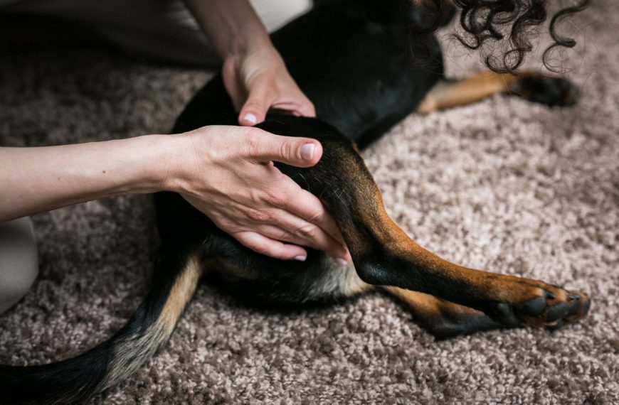 Découvrez le chien qui change la vie des personnes en situation de handicap !