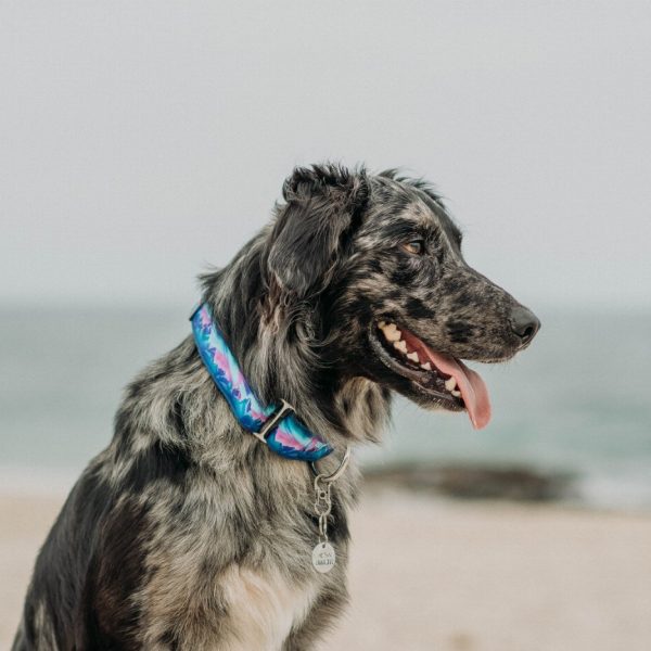 Découvrez le collier idéal pour votre chien – Tout…