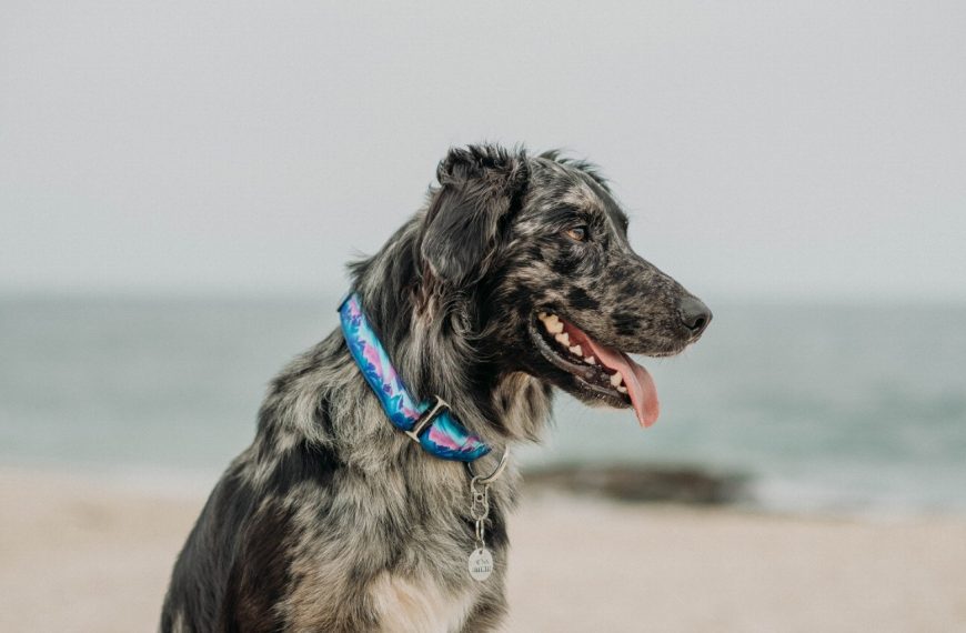 Découvrez le collier idéal pour votre chien – Tout ce que vous devez savoir pour garantir son bonheur et sa sécurité !