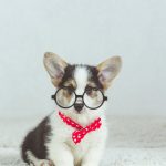 Découvrez le guide ultime pour éduquer votre chiot en un temps record !