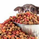 Découvrez le régime alimentaire idéal pour votre chien – tout ce que vous devez savoir !