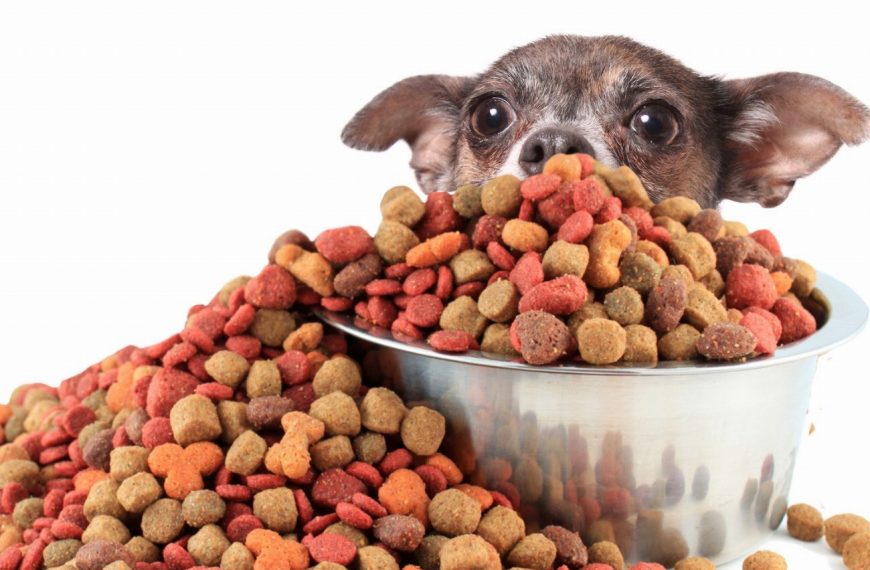 Découvrez le régime alimentaire idéal pour votre chien – tout ce que vous devez savoir !