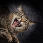 Découvrez LE remède infaillible pour mettre fin définitivement aux miaulements excessifs de votre chat !