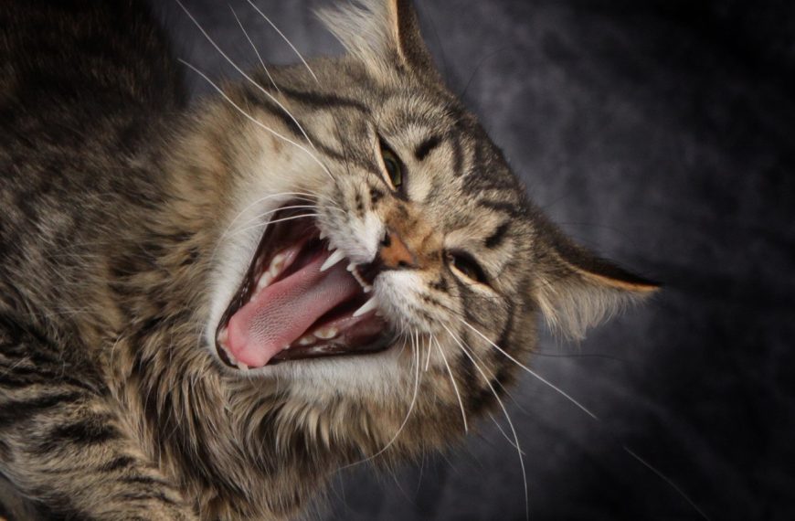 Découvrez LE remède infaillible pour mettre fin définitivement aux miaulements excessifs de votre chat !