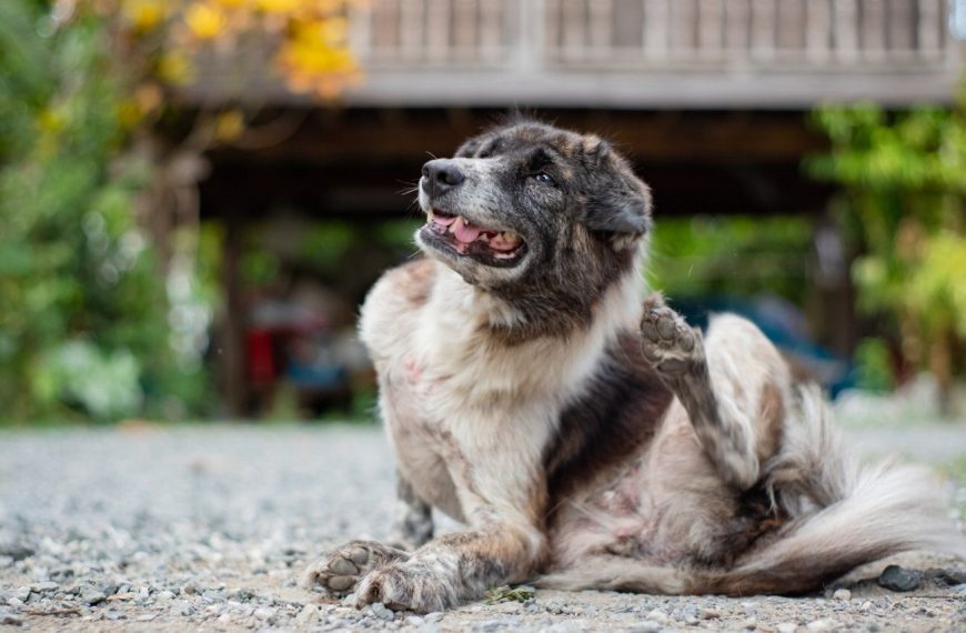 Découvrez LE remède miracle pour éliminer les allergies cutanées de votre chien en un clin d’œil !