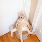 Découvrez LE remède ultime pour apaiser l&rsquo;anxiété chez votre chat et retrouver une harmonie parfaite dans votre foyer !