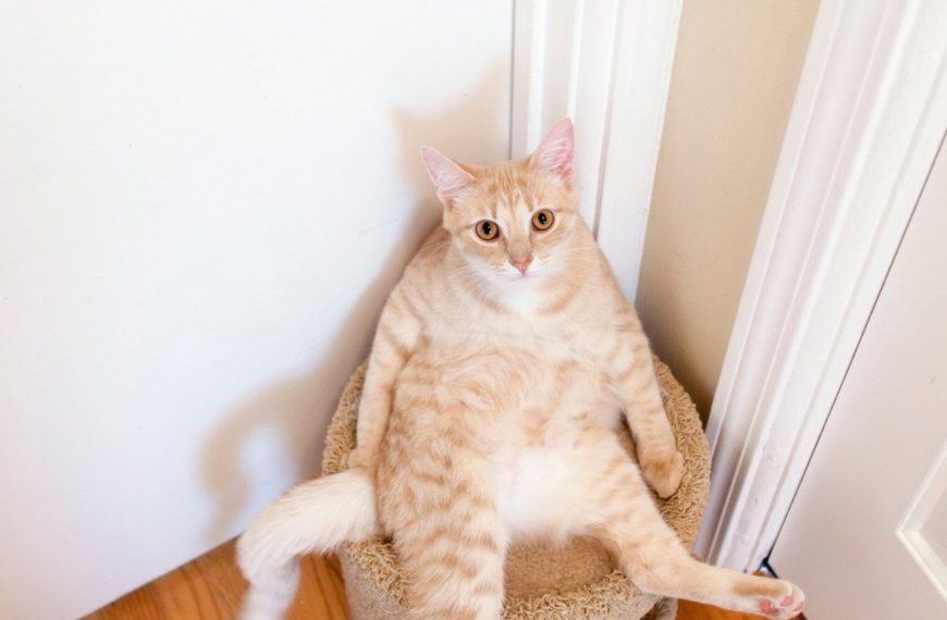 Découvrez LE remède ultime pour apaiser l&rsquo;anxiété chez votre chat et retrouver une harmonie parfaite dans votre foyer !