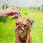 Découvrez LE remède ultime pour éliminer les puces de votre chien en un clin d&rsquo;œil !