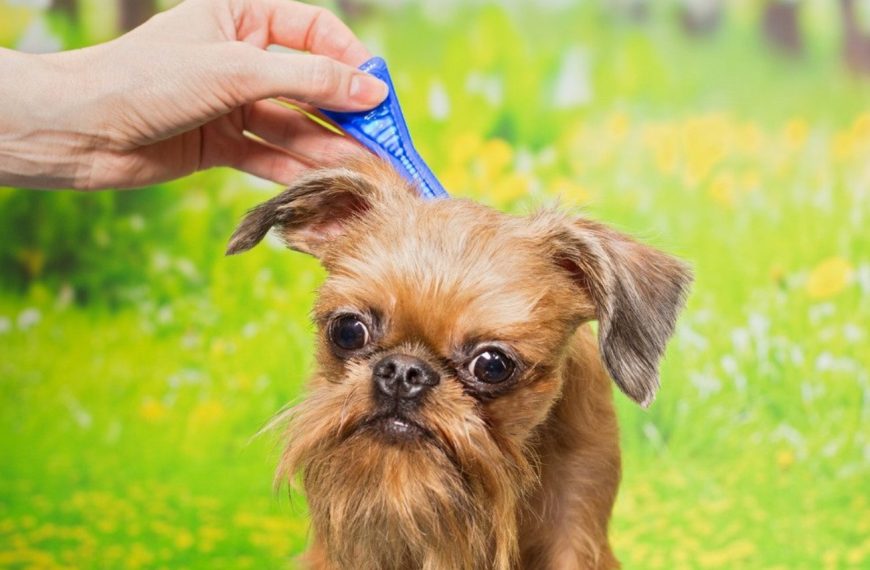 Découvrez LE remède ultime pour éliminer les puces de votre chien en un clin d&rsquo;œil !
