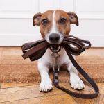 Découvrez le secret des meilleurs tapis de propreté pour chien – une astuce incontournable pour garder votre maison propre