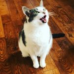 Découvrez le secret des miaulements de votre chat – votre félin vous parle, voici comment décrypter son langage !
