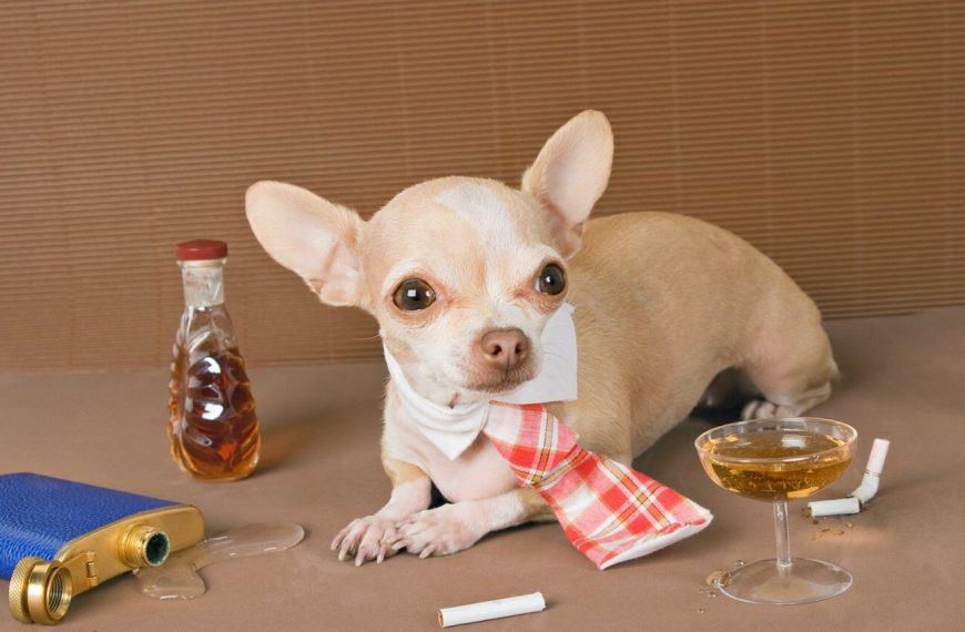Découvrez le secret infaillible pour dire adieu aux mauvaises habitudes de votre chien en un clin d&rsquo;œil !