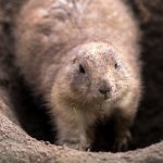 Découvrez le secret infaillible pour mettre fin à la folie de votre chien qui détruit votre jardin !