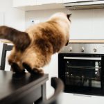 Découvrez le secret infaillible pour mettre fin aux acrobaties de votre chat sur les étagères et les comptoirs !