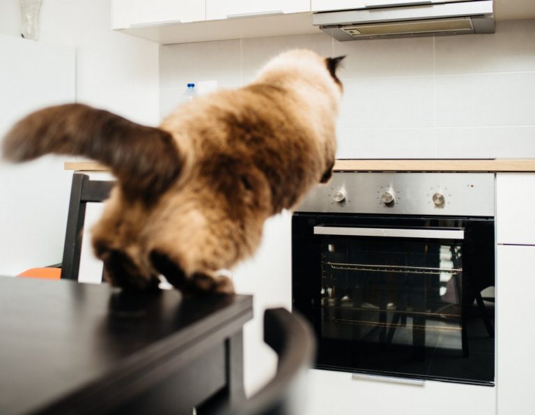 Découvrez le secret infaillible pour mettre fin aux acrobaties de votre chat sur les étagères et les comptoirs !