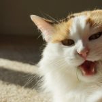 Découvrez le secret infaillible pour protéger votre chat des plantes toxiques ! Vous ne devinerez jamais ce qui fonctionne à tous les coups !