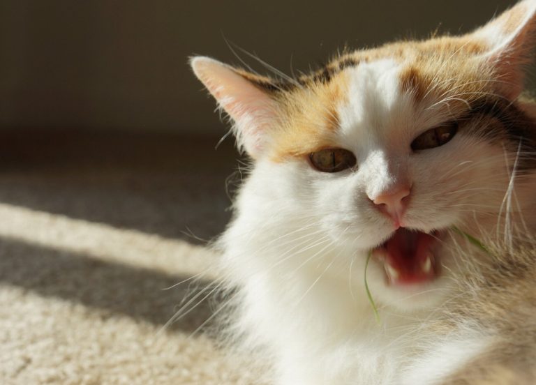 Découvrez le secret infaillible pour protéger votre chat…