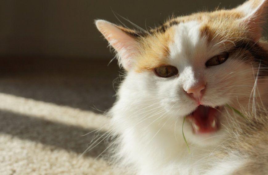 Découvrez le secret infaillible pour protéger votre chat des plantes toxiques ! Vous ne devinerez jamais ce qui fonctionne à tous les coups !