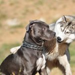 Découvrez le secret pour apaiser les comportements agressifs envers les chats et créer une harmonie parfaite !