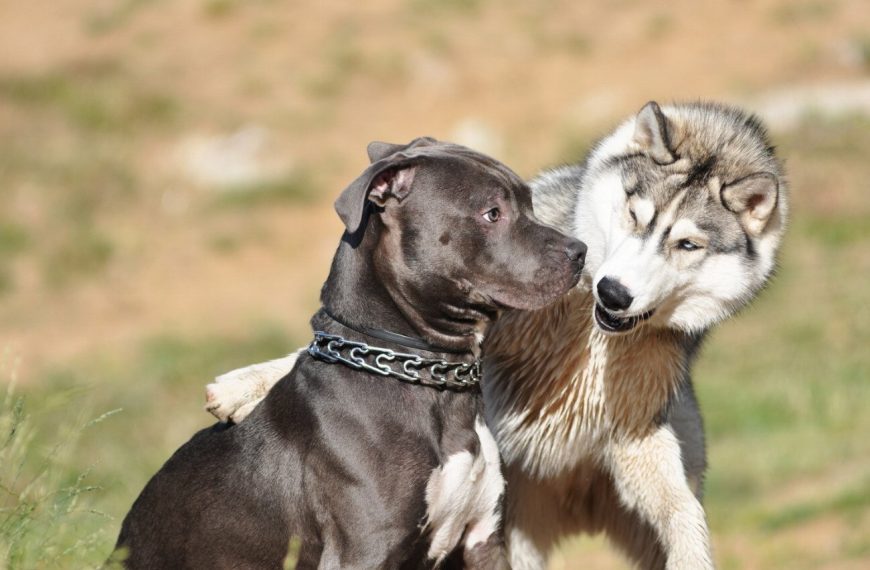 Découvrez le secret pour apaiser les comportements agressifs envers les chats et créer une harmonie parfaite !
