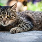 Découvrez le secret pour calmer votre chat agressif envers les humains !