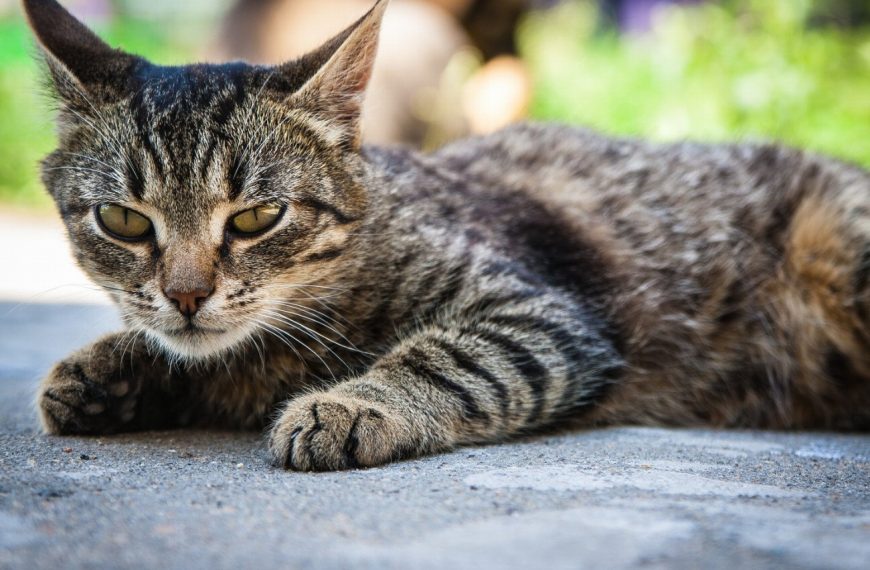 Découvrez le secret pour calmer votre chat agressif envers les humains !