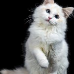 Découvrez le secret pour choisir le collier parfait pour votre chat – vous n&rsquo;allez pas y croire!