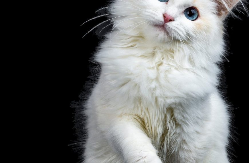 Découvrez le secret pour choisir le collier parfait pour votre chat – vous n’allez pas y croire!