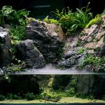 Découvrez le secret pour créer un paludarium unique en combinant un aquarium et un terrarium – Guide d&rsquo;achat essentiel !