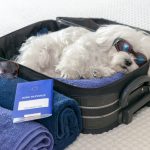 Découvrez le secret pour des aventures inoubliables avec votre chien en paddle !