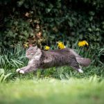 Découvrez le secret pour garder votre chat loin des plantes : astuces infaillibles à connaître !