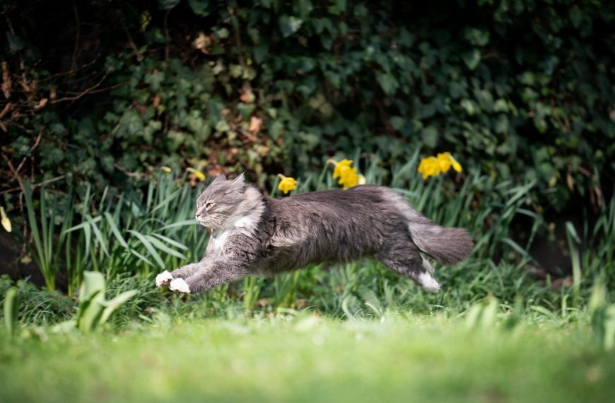 Découvrez le secret pour garder votre chat loin des plantes : astuces infaillibles à connaître !