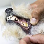Découvrez le secret pour garder votre chien en bonne santé – Les astuces infaillibles pour prévenir les problèmes articulaires !