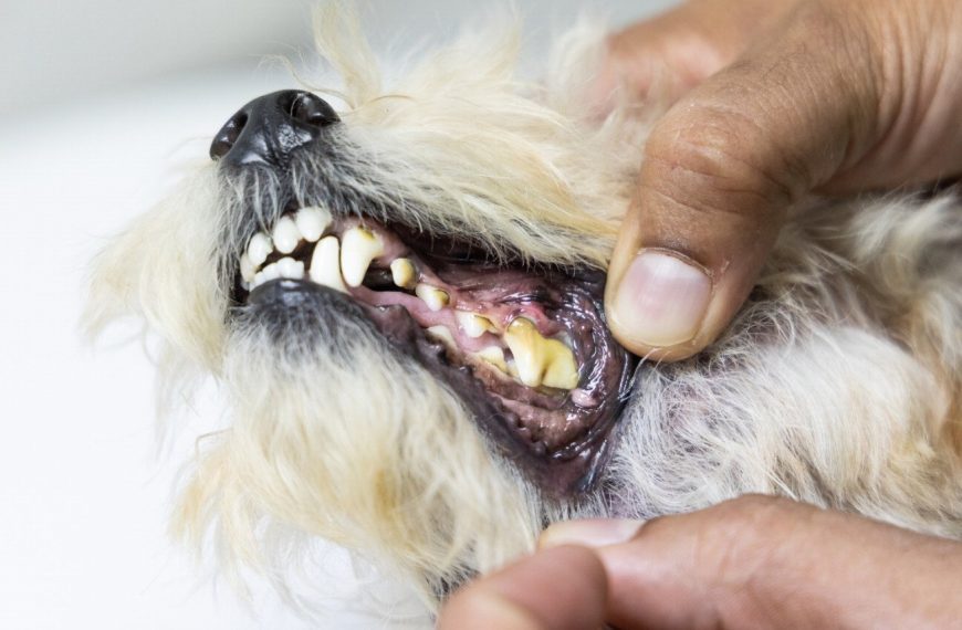 Découvrez le secret pour garder votre chien en bonne santé – Les astuces infaillibles pour prévenir les problèmes articulaires !