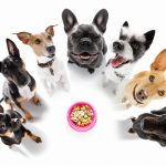 Découvrez le secret pour garder votre chien en pleine santé et éviter les problèmes coûteux !