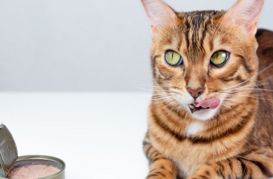 Découvrez le secret pour mettre fin au comportement de léchage obsessionnel de votre chat – Vous ne devinerez jamais ce qui fonctionne !