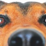 Découvrez le secret pour protéger votre chien des intoxications alimentaires – Ne manquez pas cette astuce vitale !