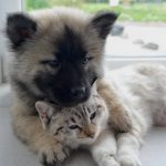 Découvrez le secret pour protéger votre chien du froid glacial et éviter les engelures !