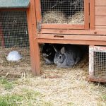 Découvrez le secret pour rendre votre clapier à lapin encore plus confortable et sécurisé !
