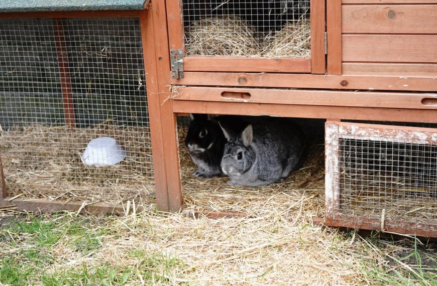 Découvrez le secret pour rendre votre clapier à lapin encore plus confortable et sécurisé !