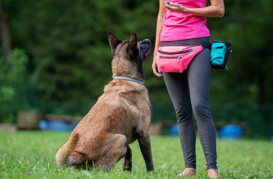Découvrez LE secret pour trouver l&rsquo;éducateur comportementaliste idéal pour votre chien et améliorer sa relation avec vous !