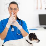 Découvrez le secret pour trouver le vétérinaire parfait pour votre chien et assurez-lui une santé optimale !