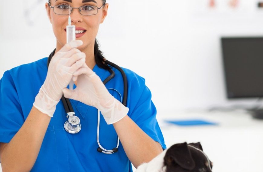 Découvrez le secret pour trouver le vétérinaire parfait pour votre chien et assurez-lui une santé optimale !