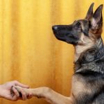 Découvrez le secret révolutionnaire du clicker training pour dresser votre chien en un temps record !