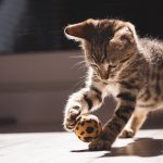 Découvrez le secret ultime pour protéger votre chat des fils électriques et des plantes toxiques ! Vous ne devinerez jamais ce qui fonctionne !